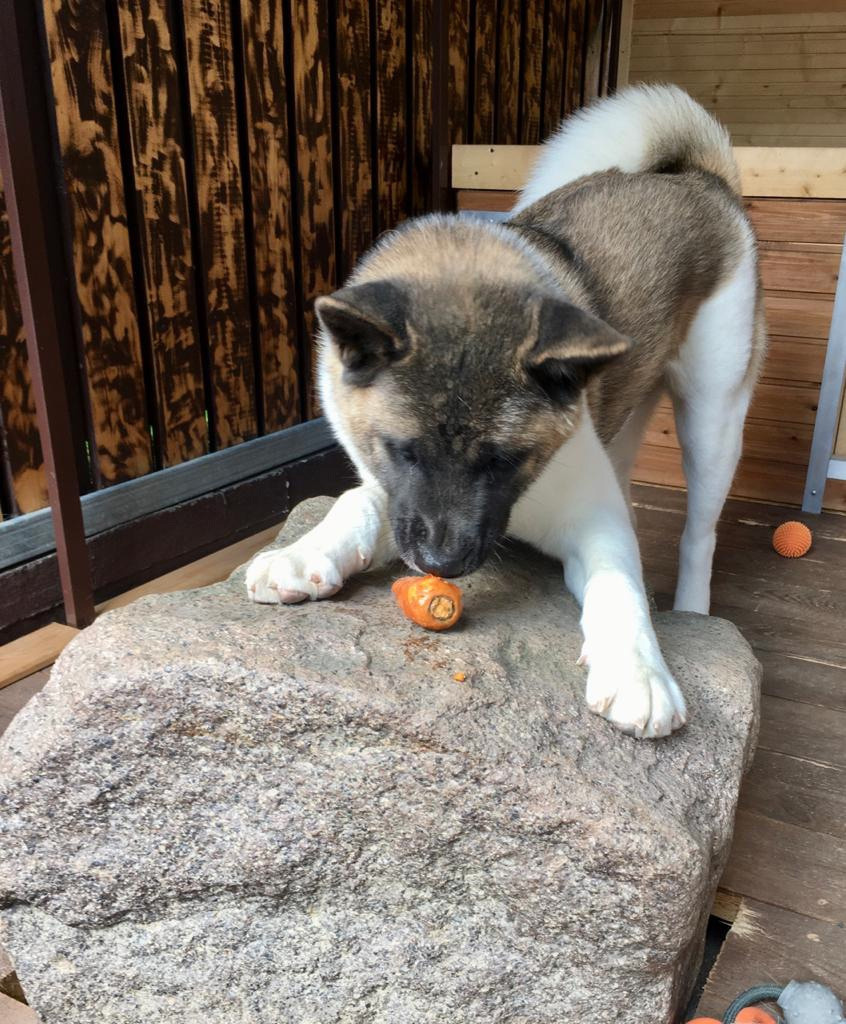 Американская акита питомник RUBYLIGHT. Американская акита I Сиба ину I Питомник RUBYLIGHT