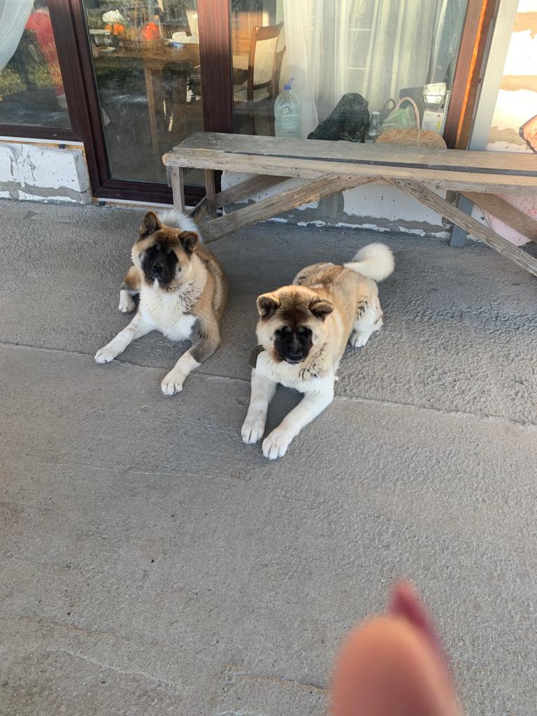 RUBYLIGHT GRACE  & RUBYLIGHT GLORIA. AMERICAN AKITA RUBYLIGHT KENNEL I SHIBA-INU