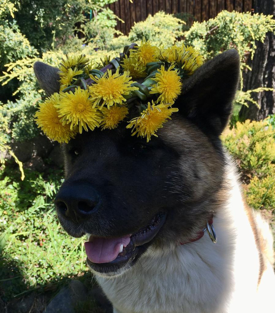 Американская акита питомник RUBYLIGHT. Американская акита I Сиба ину I Питомник RUBYLIGHT