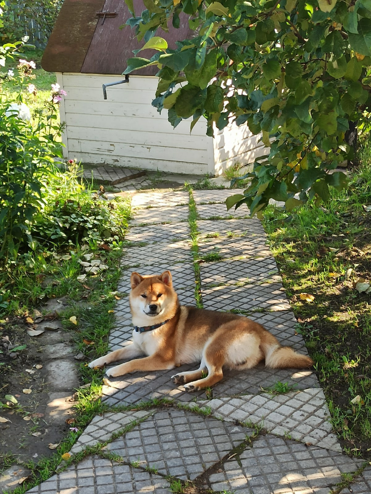 Сиба питомник RUBYLIGHT. Американская акита I Сиба ину I Питомник RUBYLIGHT