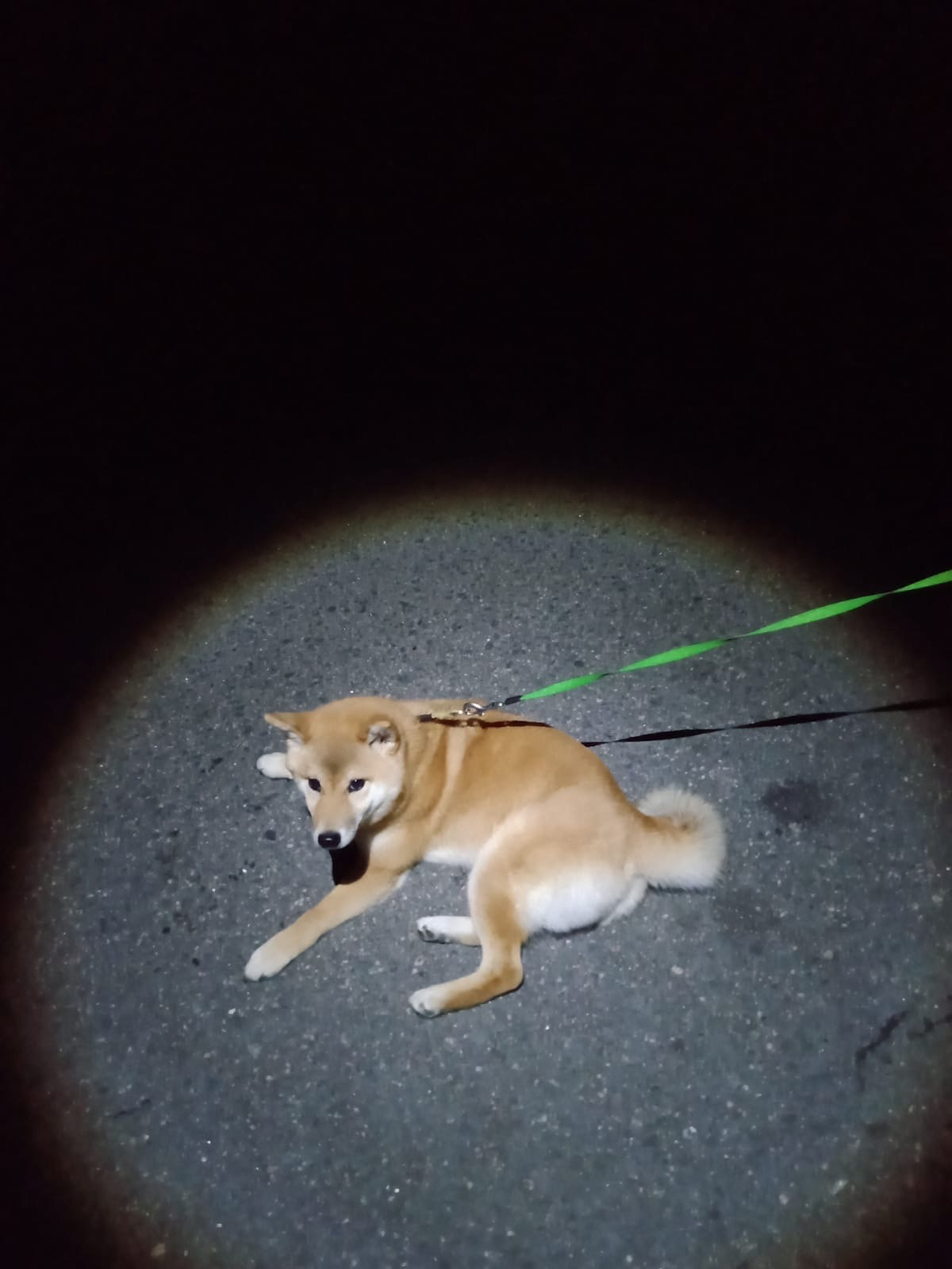 RUBYLIGHT IRIS. AMERICAN AKITA RUBYLIGHT KENNEL I SHIBA-INU