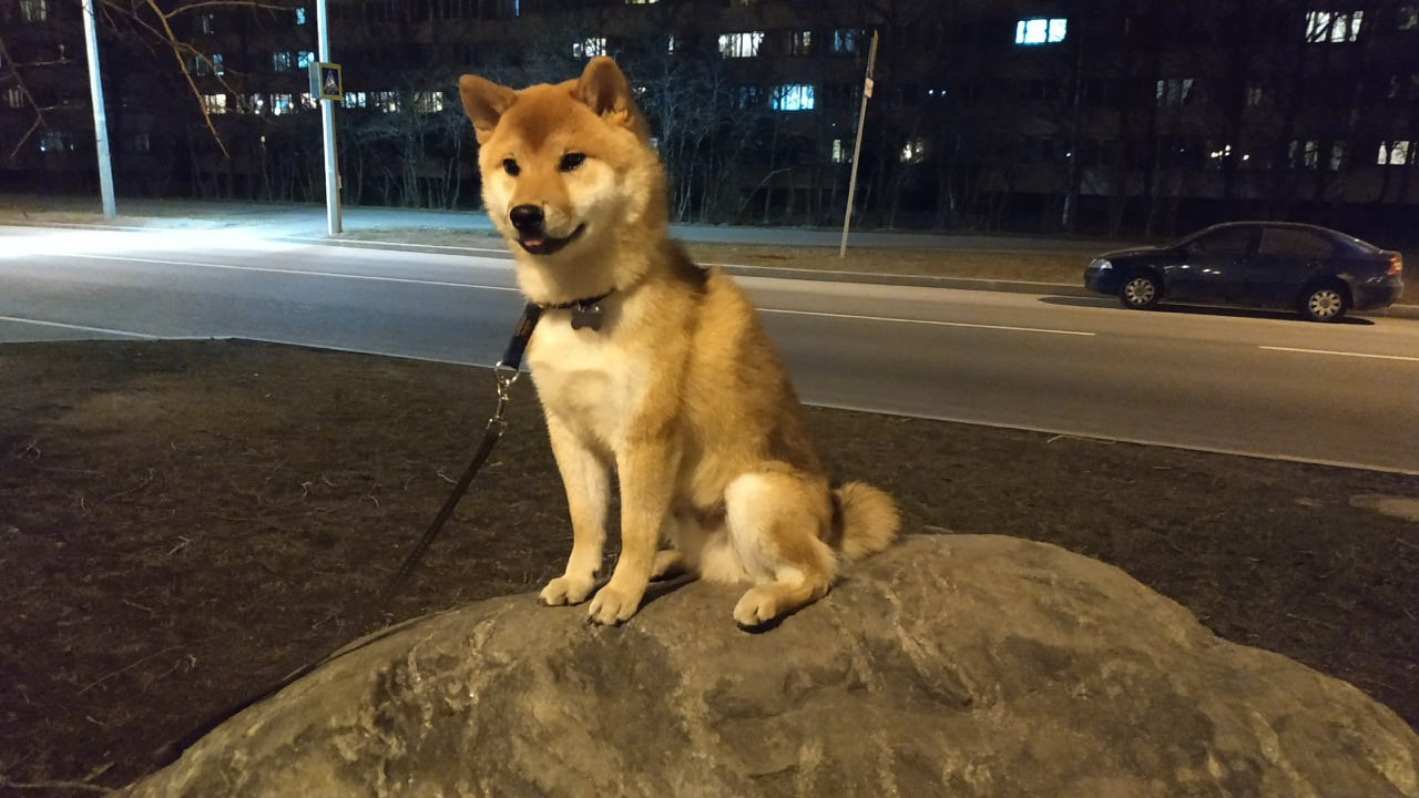 Сиба питомник RUBYLIGHT. Американская акита I Сиба ину I Питомник RUBYLIGHT