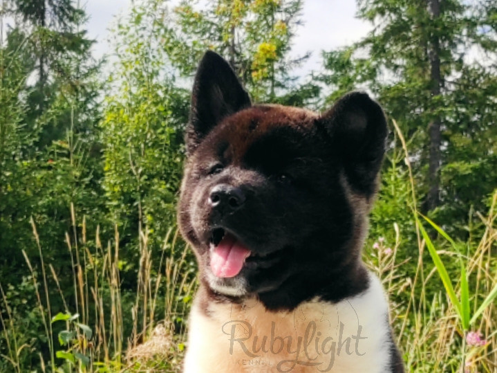RUBYLIGHT King. AMERICAN AKITA RUBYLIGHT KENNEL I SHIBA-INU