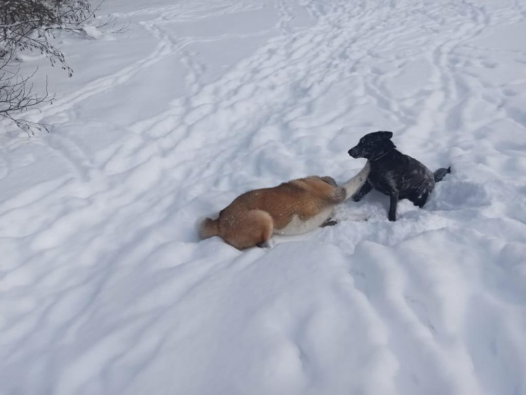 RUBYLIGHT BISHAMON * Тиль. AMERICAN AKITA RUBYLIGHT KENNEL I SHIBA-INU