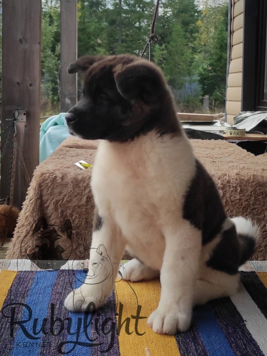 Американская акита питомник RUBYLIGHT. Американская акита I Сиба ину I Питомник RUBYLIGHT