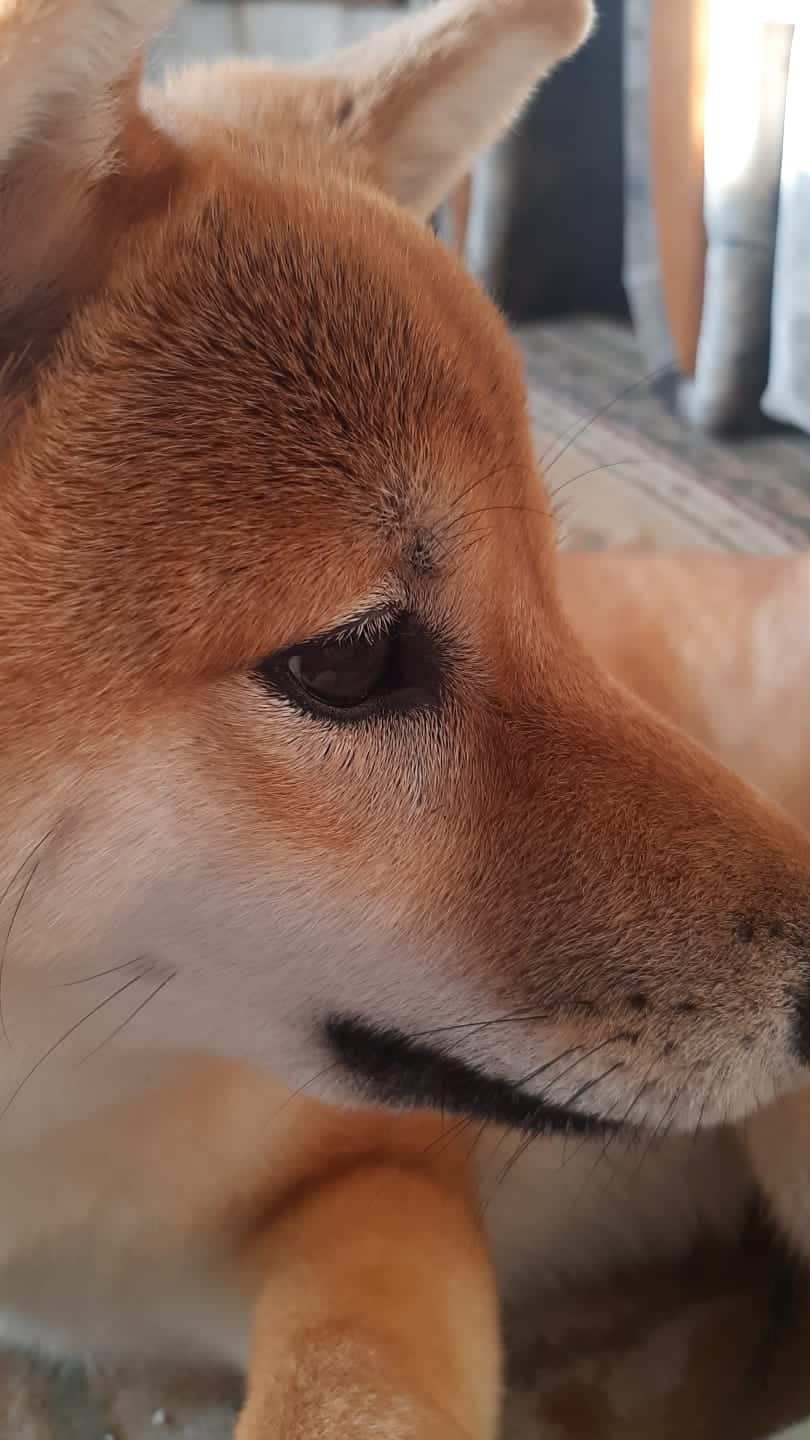 RUBYLIGHT IRIS. AMERICAN AKITA RUBYLIGHT KENNEL I SHIBA-INU