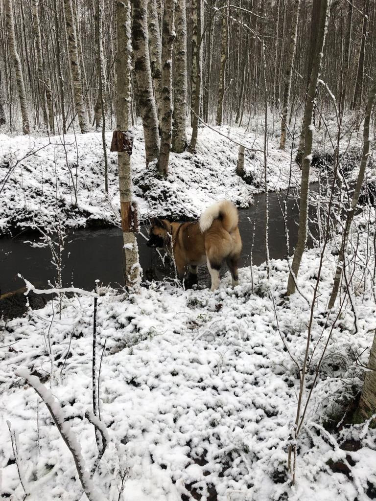 RUBYLIGHT BISHAMON * Тиль. AMERICAN AKITA RUBYLIGHT KENNEL I SHIBA-INU