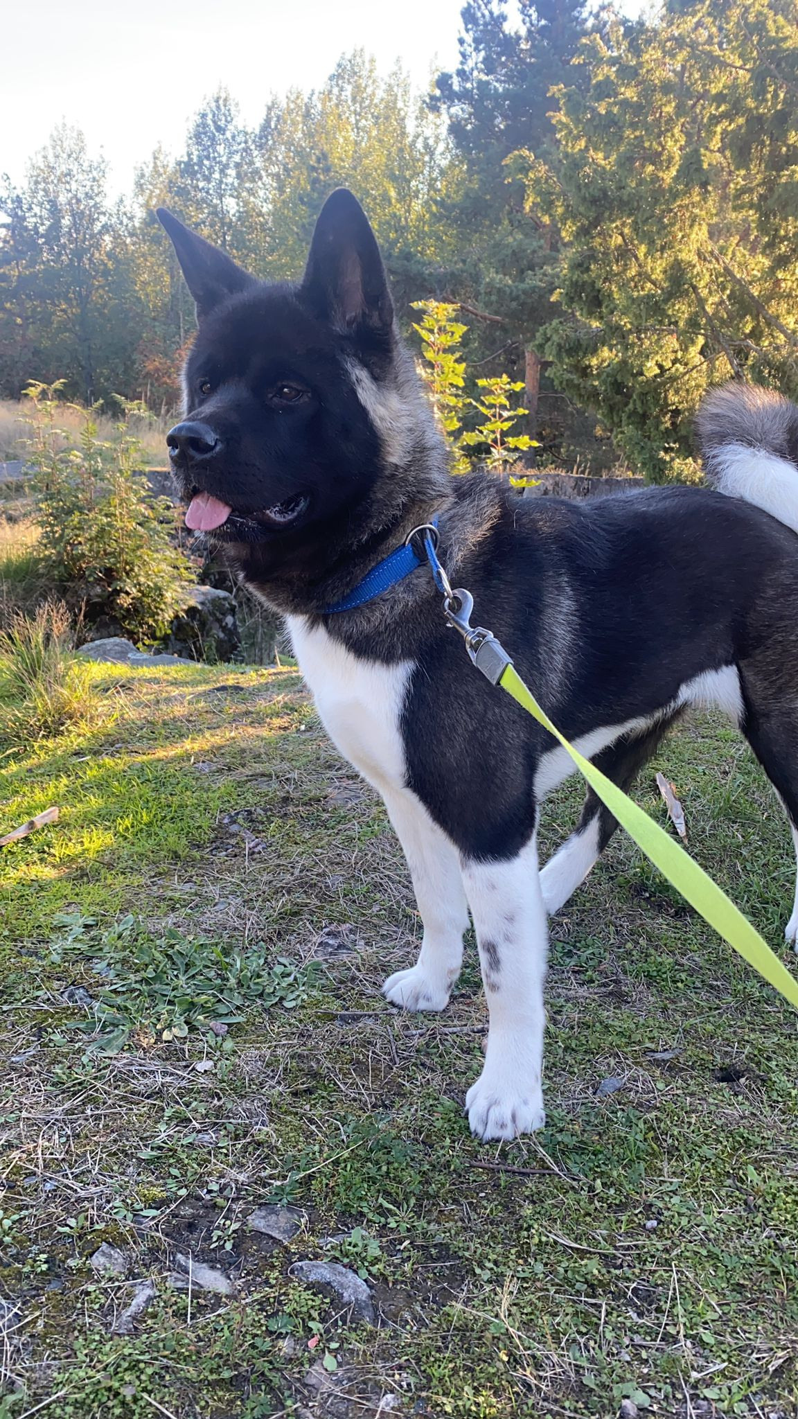 RUBYLIGHT GROZA * Мира. AMERICAN AKITA RUBYLIGHT KENNEL I SHIBA-INU