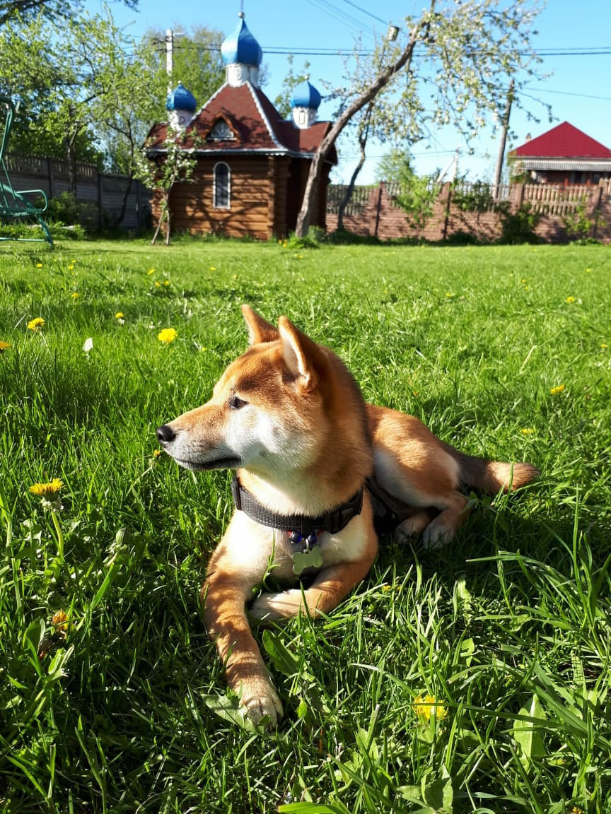 RUBYLIGHT DOLL * Долька (Отец: Хиро * HANDZIMEMESITE HIRO , Мать: Дэва * ZOLOTO PARTII DEVANA GODDESS OF HUNT) сиба