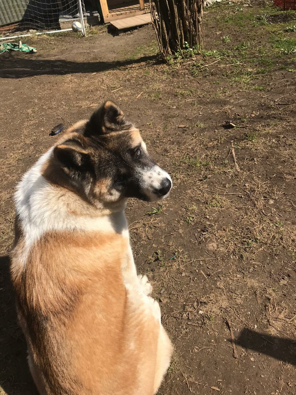 RUBYLIGHT EGEVIKA. AMERICAN AKITA RUBYLIGHT KENNEL I SHIBA-INU