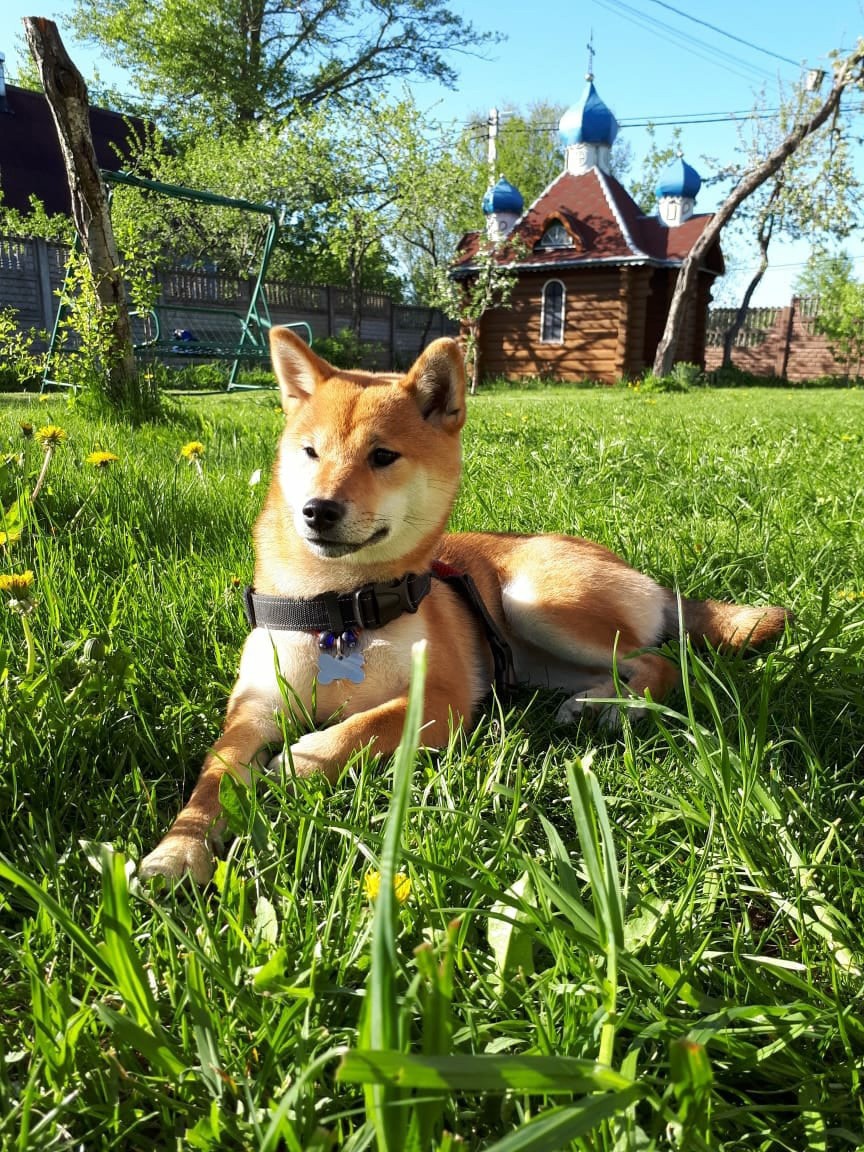 RUBYLIGHT DOLL * Долька (Отец: Хиро * HANDZIMEMESITE HIRO , Мать: Дэва * ZOLOTO PARTII DEVANA GODDESS OF HUNT) сиба