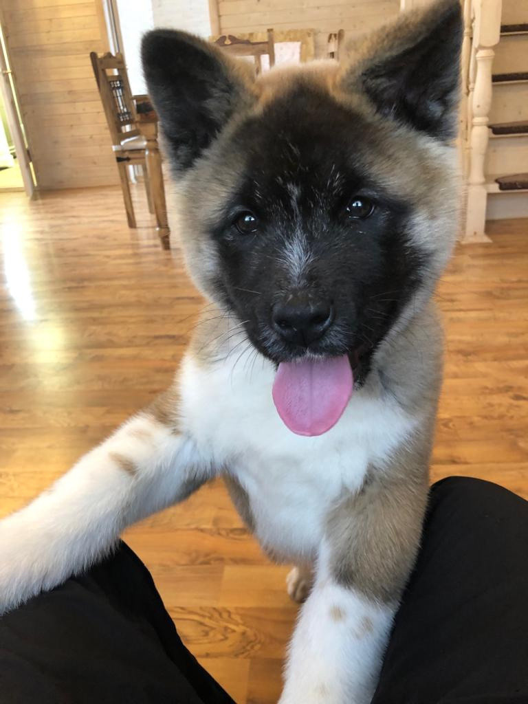 RUBYLIGHT BISHAMON * Тиль. AMERICAN AKITA RUBYLIGHT KENNEL I SHIBA-INU