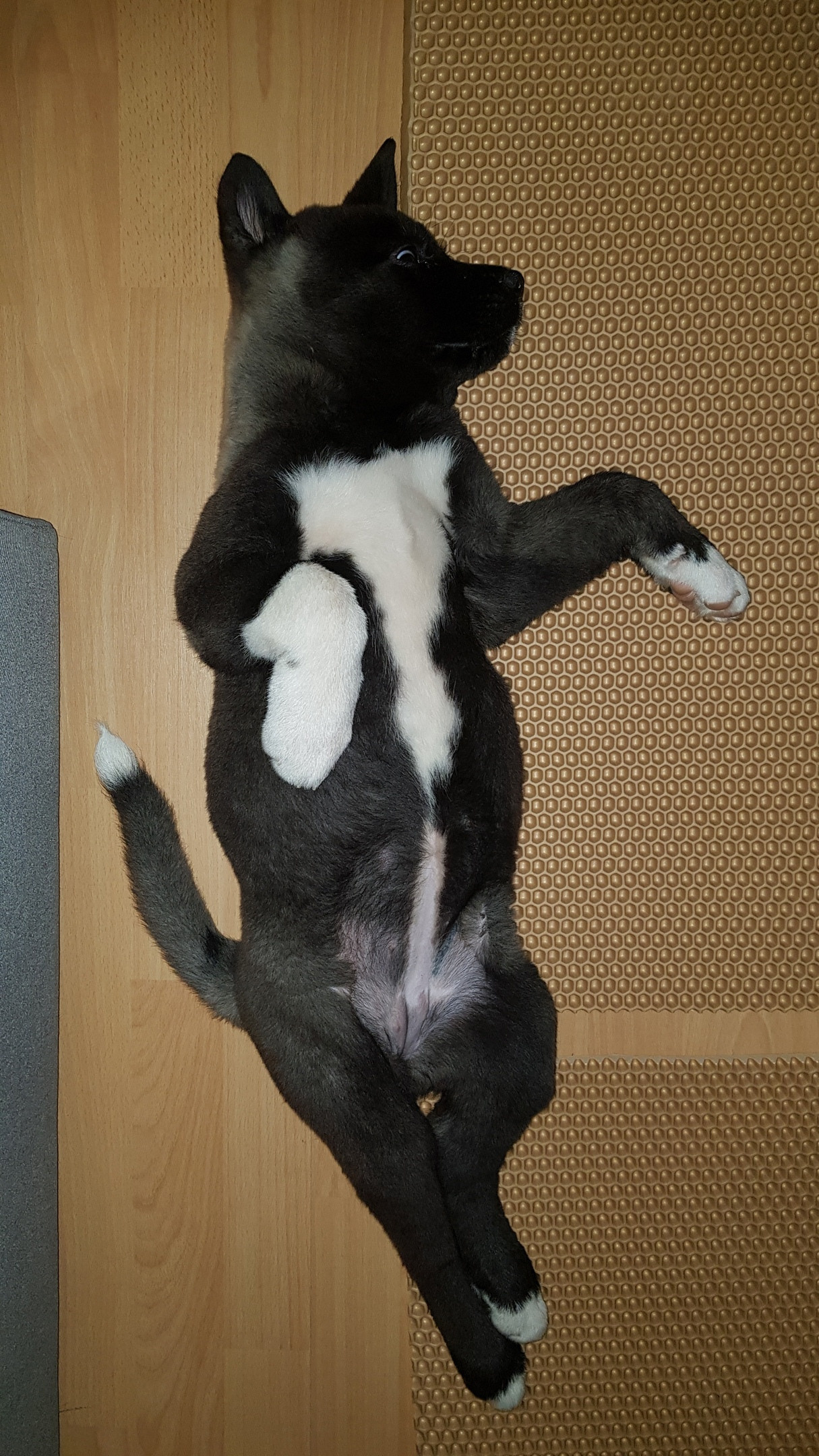 Американская акита питомник RUBYLIGHT. Американская акита I Сиба ину I Питомник RUBYLIGHT