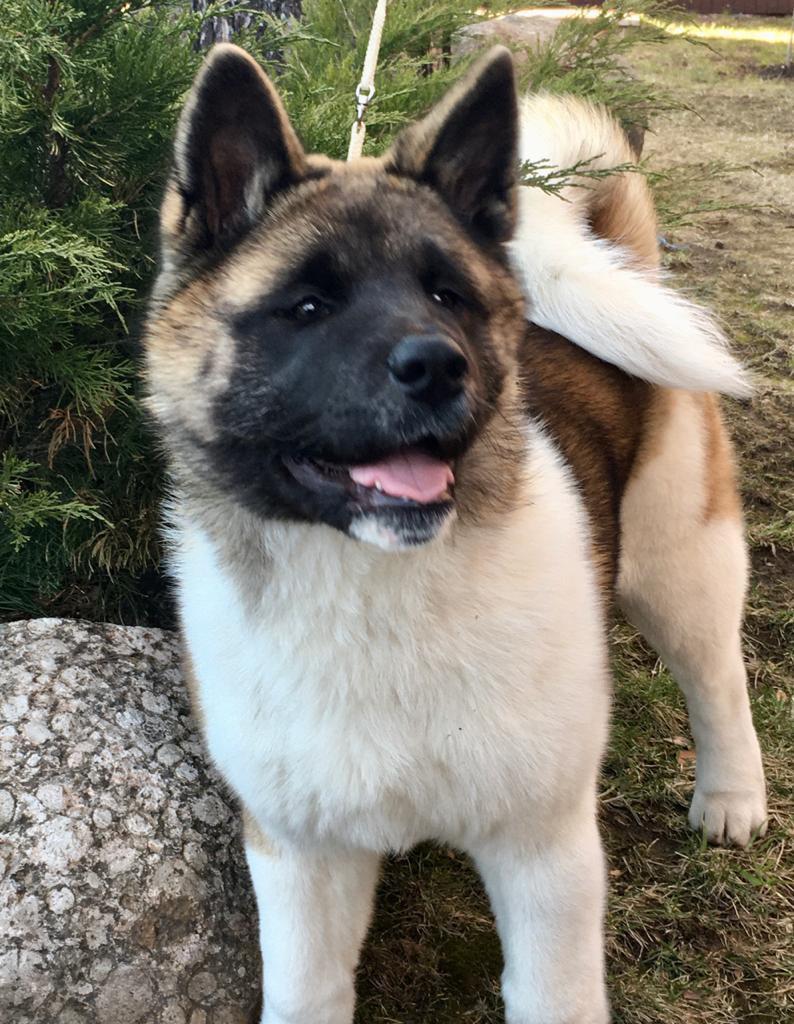 Американская акита питомник RUBYLIGHT. Американская акита I Сиба ину I Питомник RUBYLIGHT