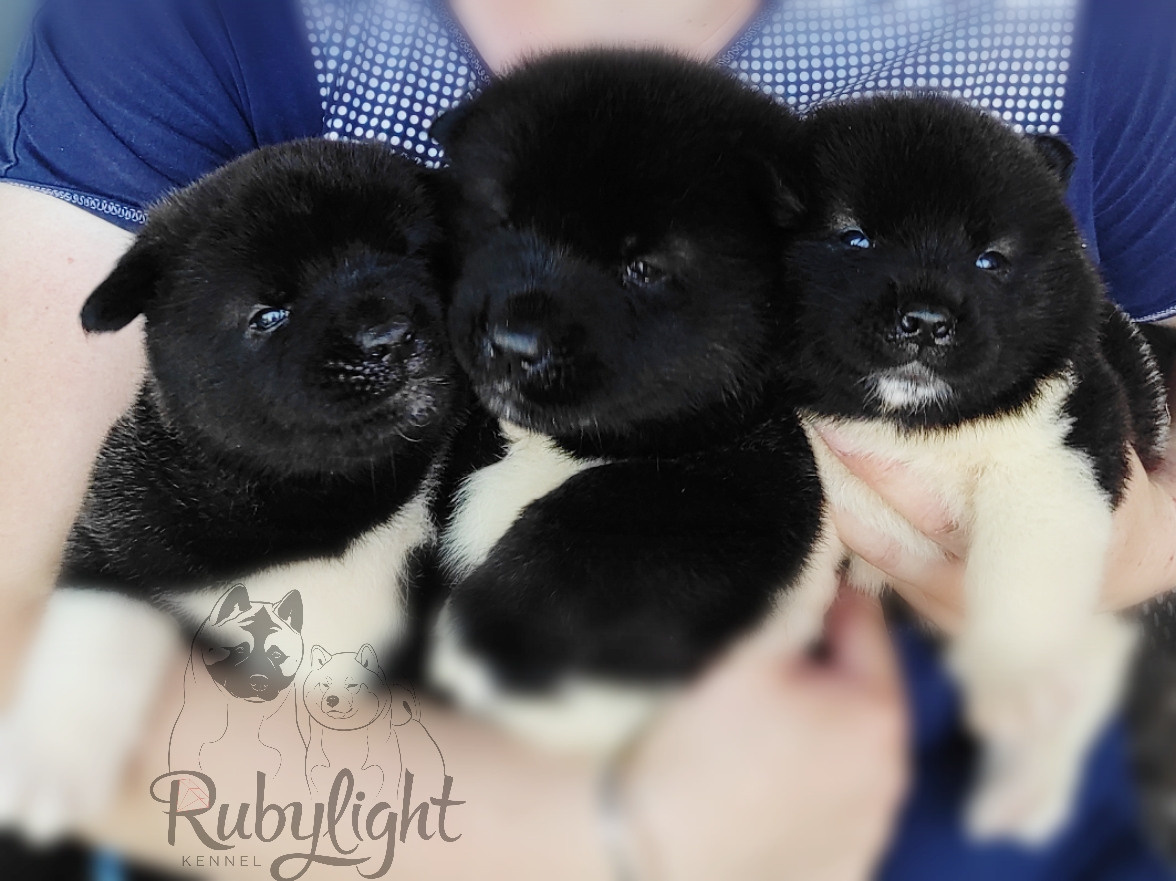 Американская акита питомник RUBYLIGHT. Американская акита I Сиба ину I Питомник RUBYLIGHT