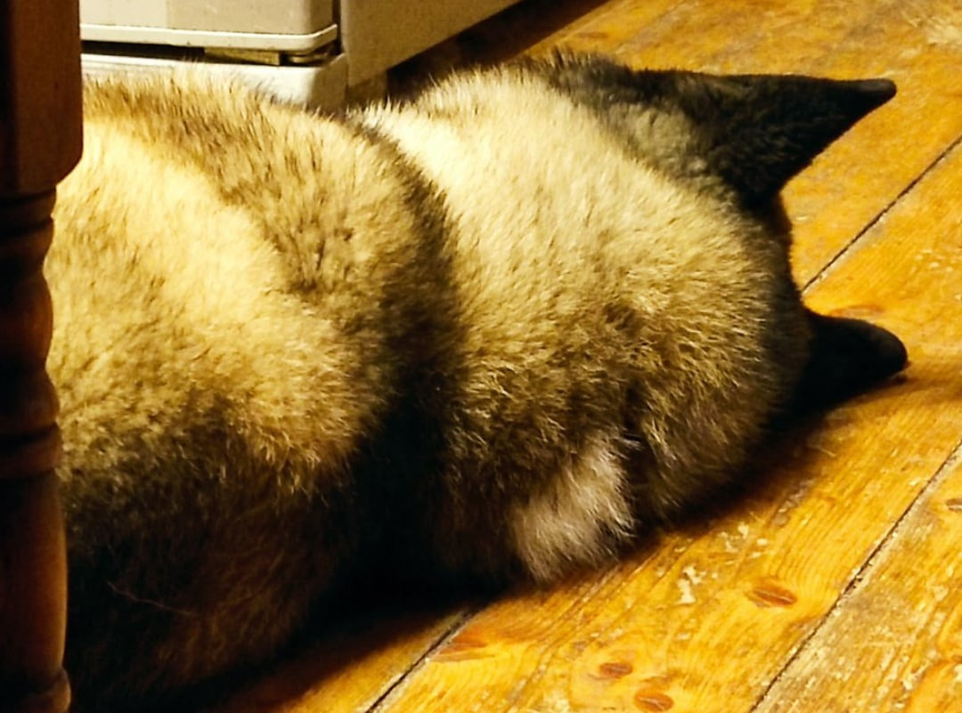 Triumf Sibiri Sting Shape of my Heart * Сэм  (Отец Zar Born To Be Famous Iz Ryzhei Stai , Мать Triumf Sibiri Dreams Come True)  Американская Акита кобель питомник RUBYLIGHT Санкт-Петербург