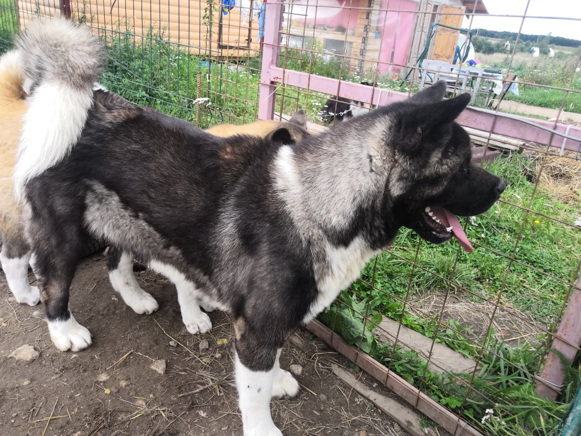 МЭР * Alter Real Merkurу  американская акита рубилайт rubylight акита вязка щенки