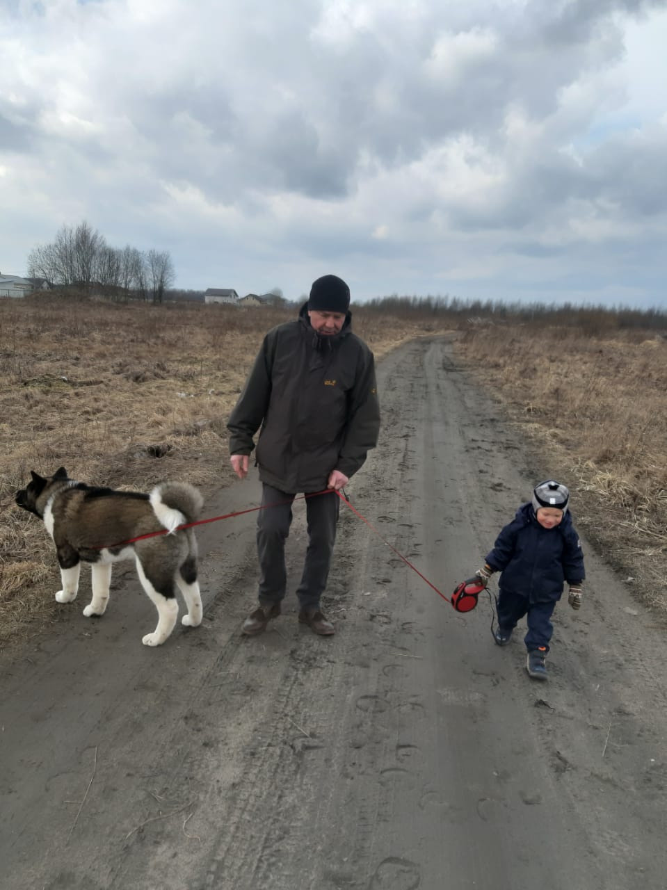 RUBYLIGHT GARRY * Гарри. AMERICAN AKITA RUBYLIGHT KENNEL I SHIBA-INU