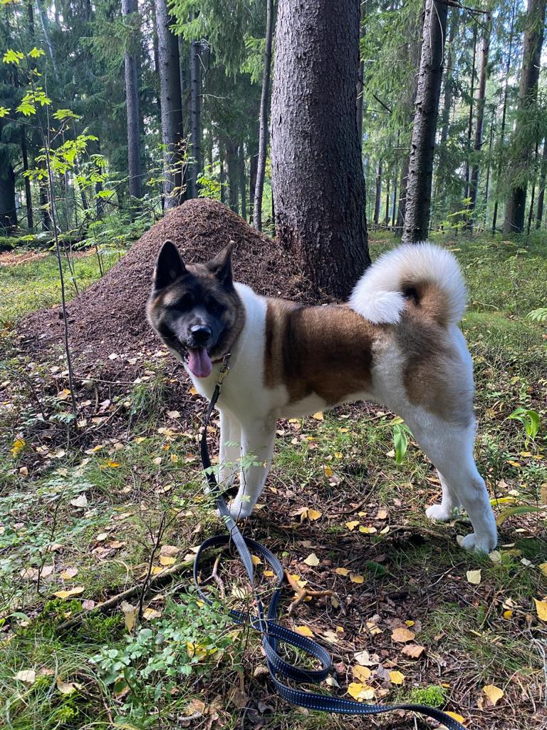 Американская акита питомник RUBYLIGHT. Американская акита I Сиба ину I Питомник RUBYLIGHT