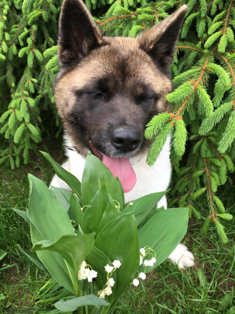 Американская акита питомник RUBYLIGHT. Американская акита I Сиба ину I Питомник RUBYLIGHT