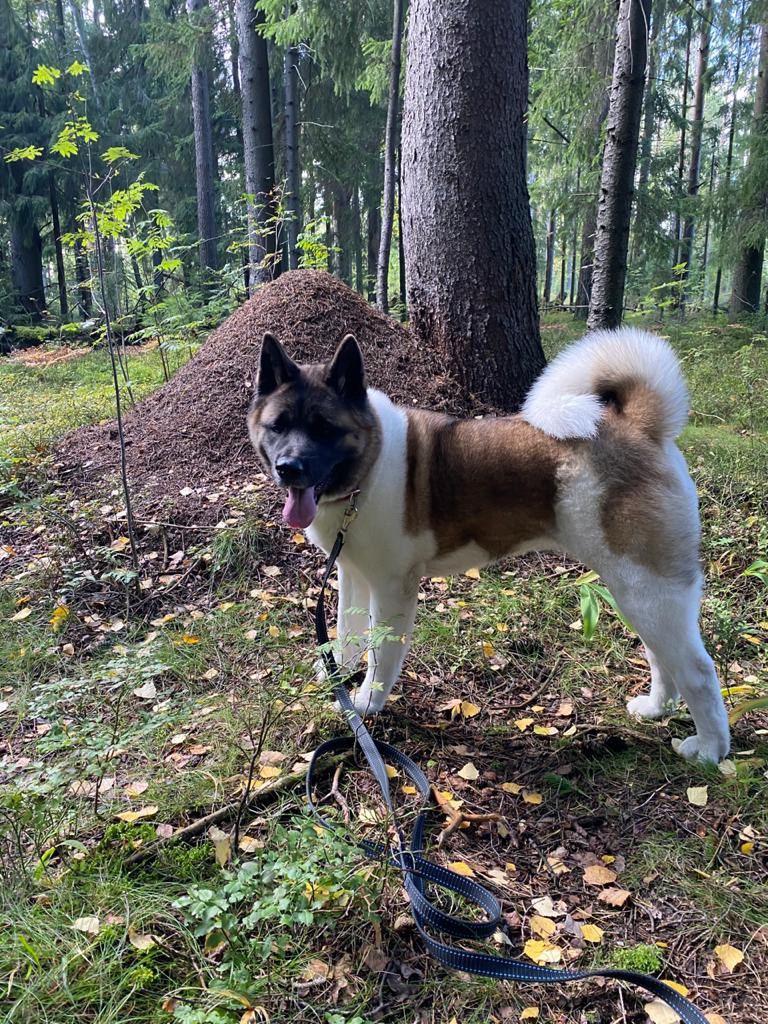 Американская акита питомник RUBYLIGHT. Американская акита I Сиба ину I Питомник RUBYLIGHT