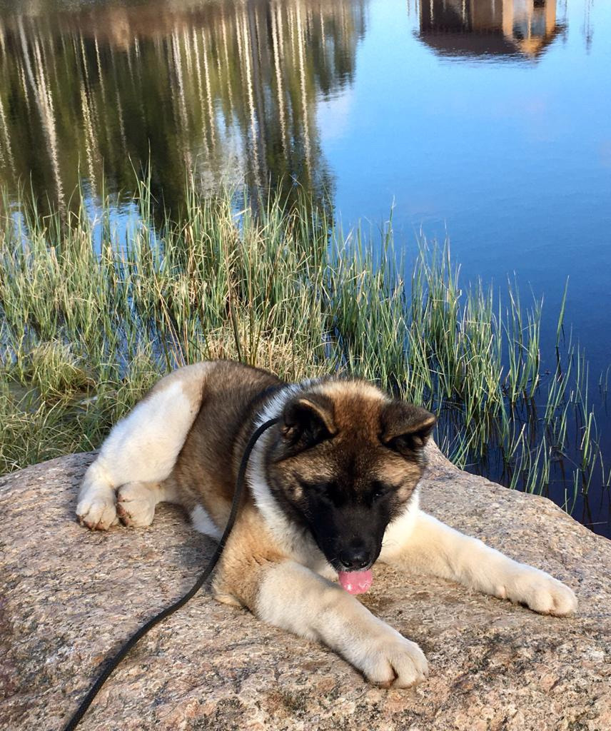 Американская акита питомник RUBYLIGHT. Американская акита I Сиба ину I Питомник RUBYLIGHT