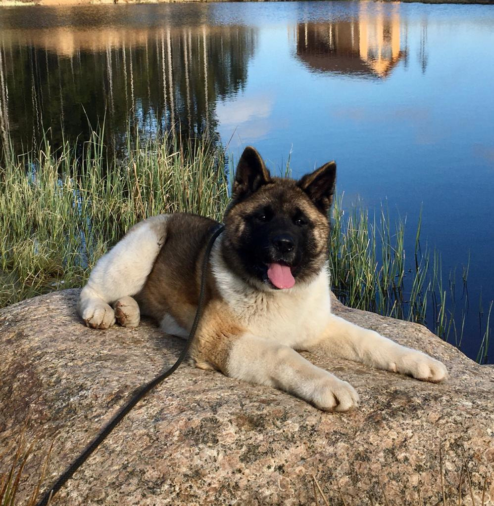 Американская акита питомник RUBYLIGHT. Американская акита I Сиба ину I Питомник RUBYLIGHT