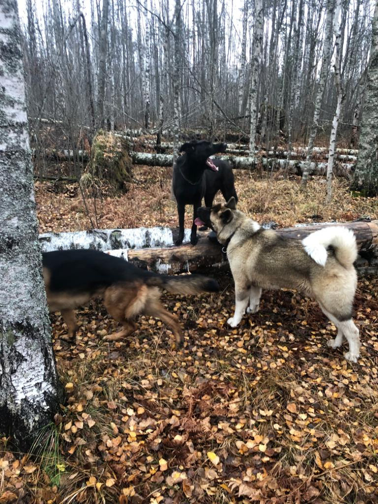 RUBYLIGHT BISHAMON * Тиль. AMERICAN AKITA RUBYLIGHT KENNEL I SHIBA-INU