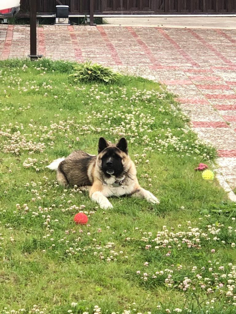 RUBYLIGHT BISHAMON * Тиль. AMERICAN AKITA RUBYLIGHT KENNEL I SHIBA-INU