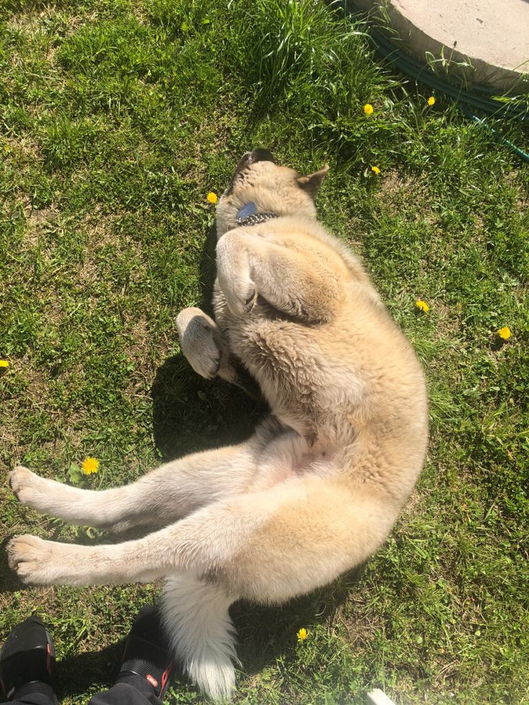 RUBYLIGHT BISHAMON * Тиль. AMERICAN AKITA RUBYLIGHT KENNEL I SHIBA-INU