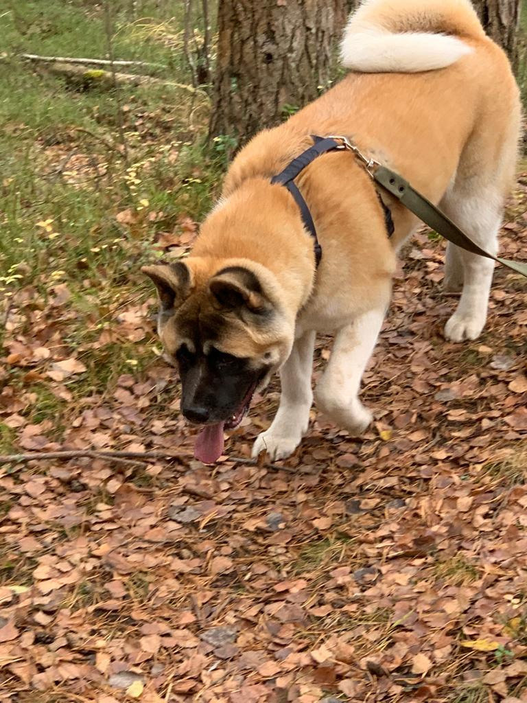 RUBYLIGHT GARMONIA * Гаара. AMERICAN AKITA RUBYLIGHT KENNEL I SHIBA-INU