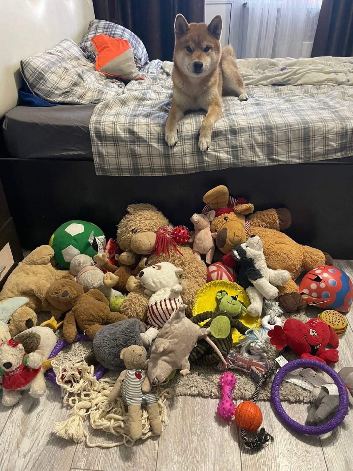 RUBYLIGHT DIN WINCHESTER. AMERICAN AKITA RUBYLIGHT KENNEL I SHIBA-INU