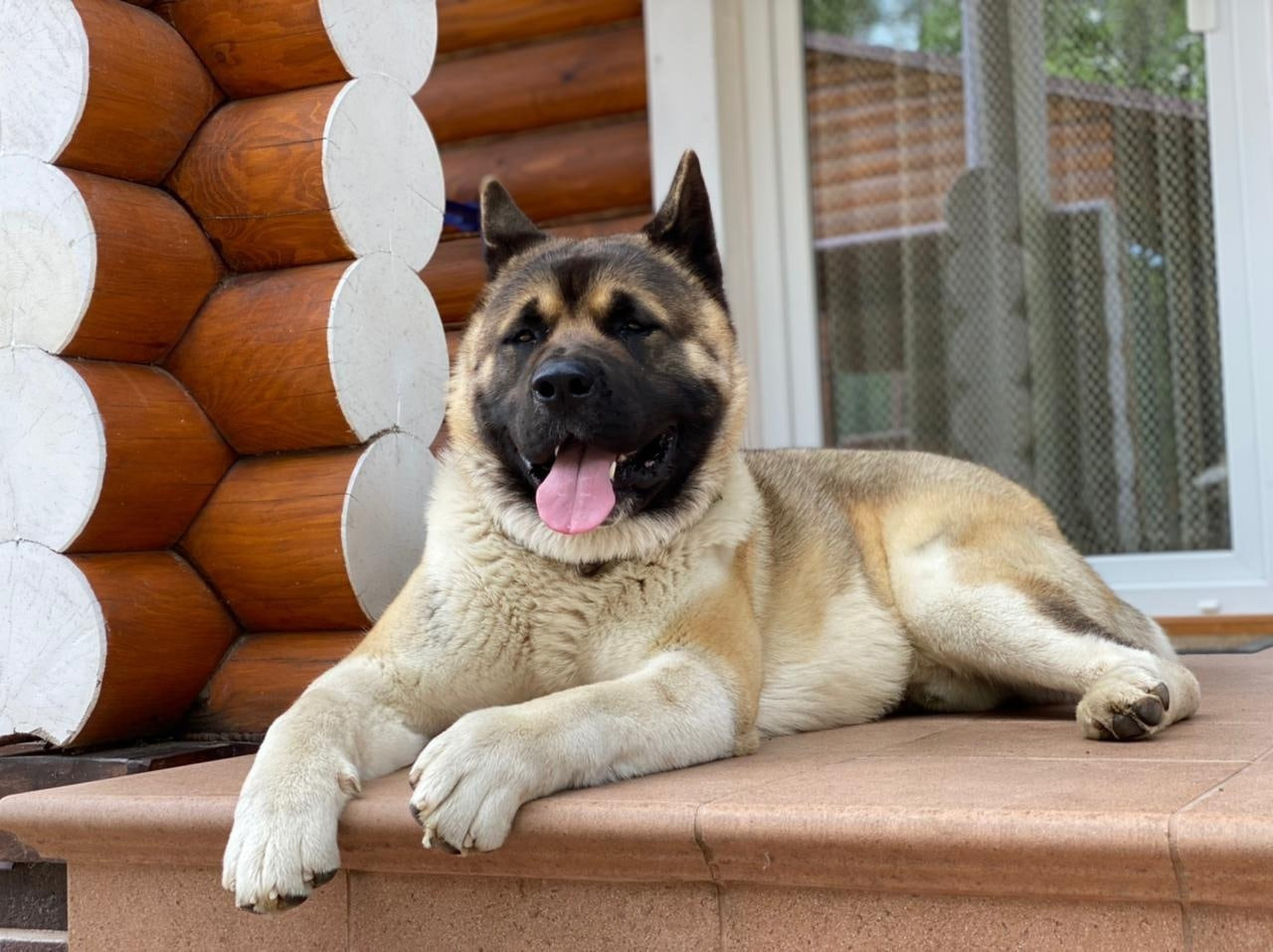 Американская акита питомник RUBYLIGHT. Американская акита I Сиба ину I Питомник RUBYLIGHT