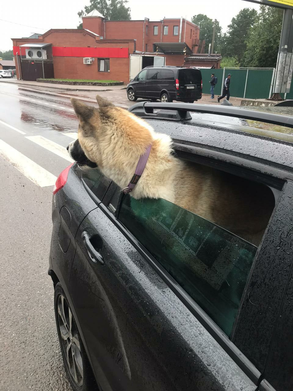 RUBYLIGHT EGEVIKA. AMERICAN AKITA RUBYLIGHT KENNEL I SHIBA-INU