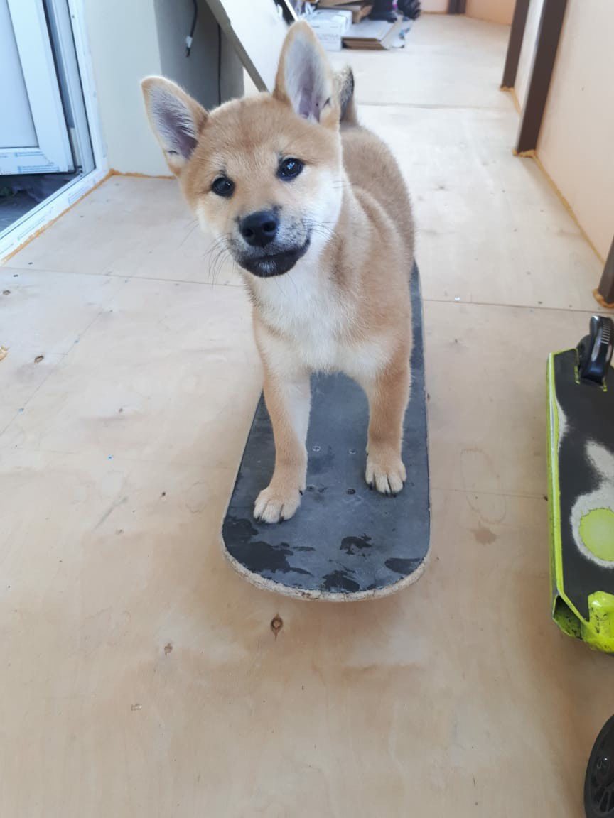 RUBYLIGHT DOLL * Долька (Отец: Хиро * HANDZIMEMESITE HIRO , Мать: Дэва * ZOLOTO PARTII DEVANA GODDESS OF HUNT) сиба