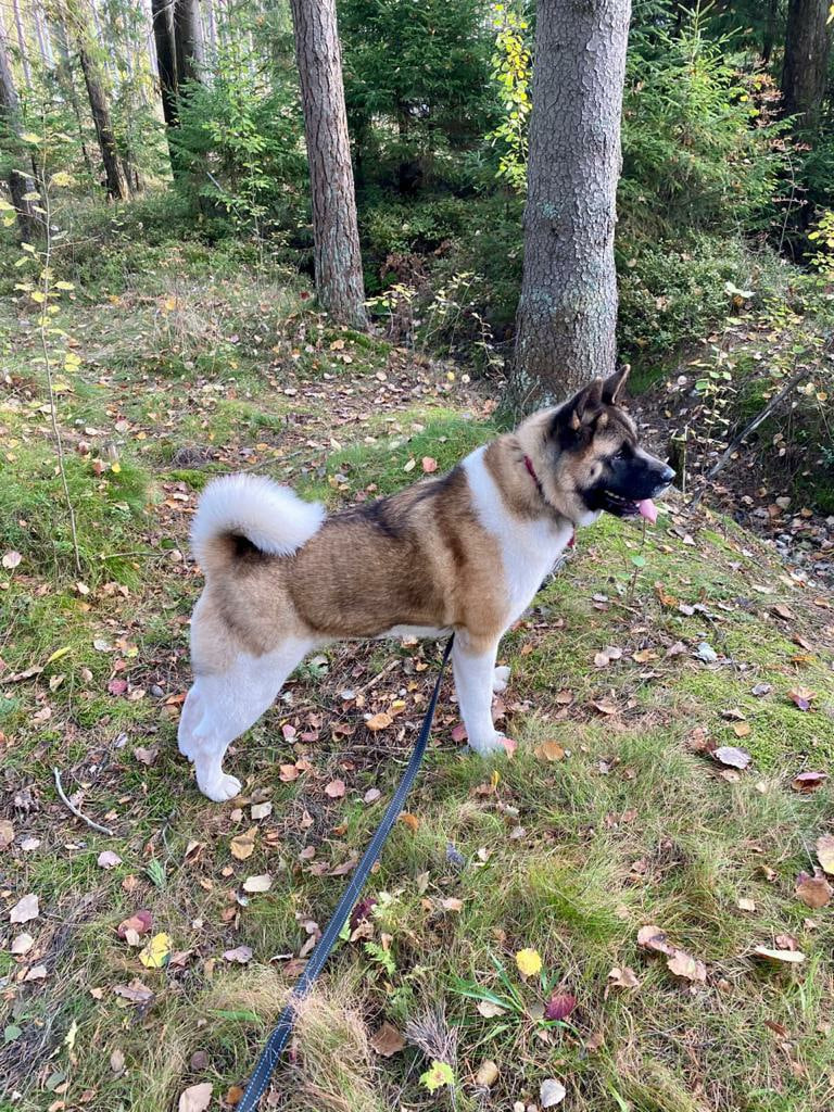 Американская акита питомник RUBYLIGHT. Американская акита I Сиба ину I Питомник RUBYLIGHT