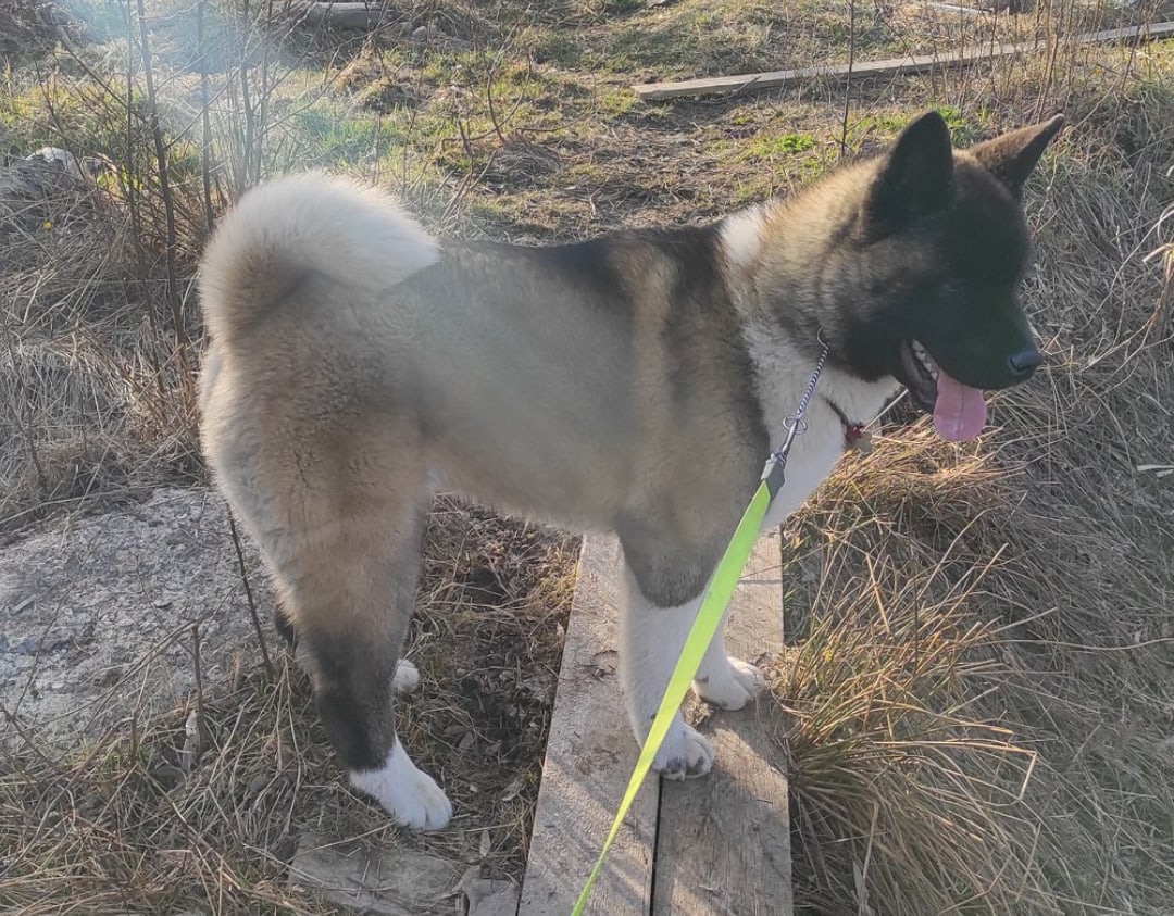 Triumf Sibiri Sting Shape of my Heart * Сэм  (Отец Zar Born To Be Famous Iz Ryzhei Stai , Мать Triumf Sibiri Dreams Come True)  Американская Акита кобель питомник RUBYLIGHT Санкт-Петербург