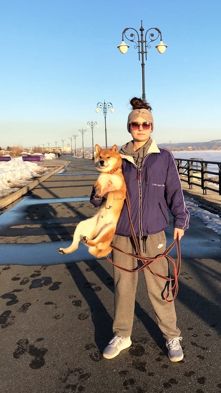 RUBYLIGHT DIN WINCHESTER. AMERICAN AKITA RUBYLIGHT KENNEL I SHIBA-INU