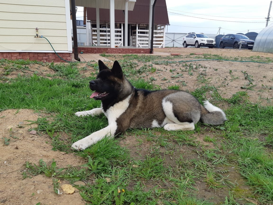 RUBYLIGHT GARRY * Гарри. AMERICAN AKITA RUBYLIGHT KENNEL I SHIBA-INU