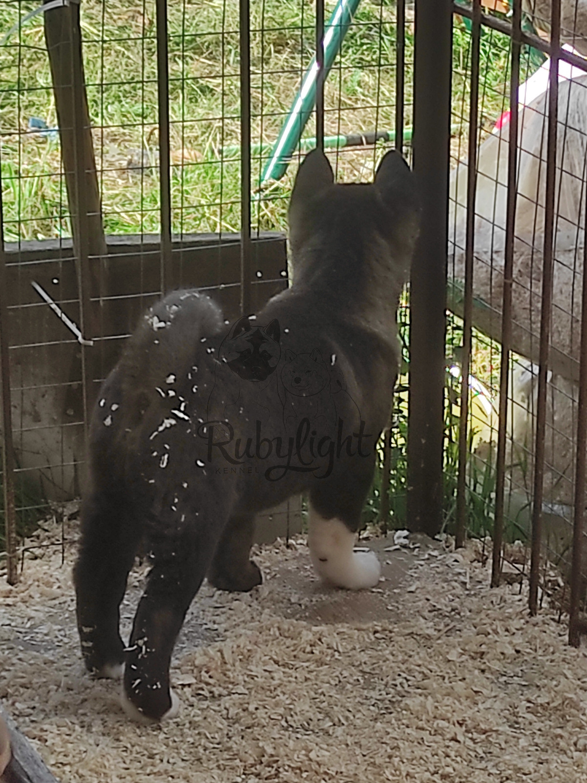 RUBYLIGHT Kitana. AMERICAN AKITA RUBYLIGHT KENNEL I SHIBA-INU