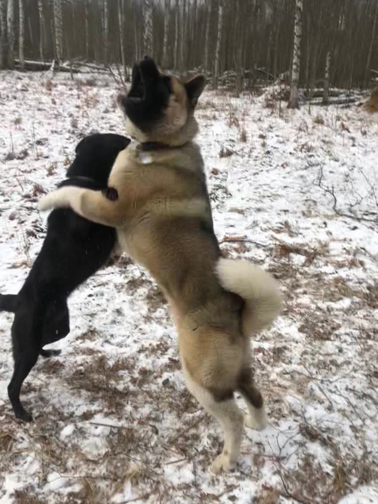 RUBYLIGHT BISHAMON * Тиль. AMERICAN AKITA RUBYLIGHT KENNEL I SHIBA-INU