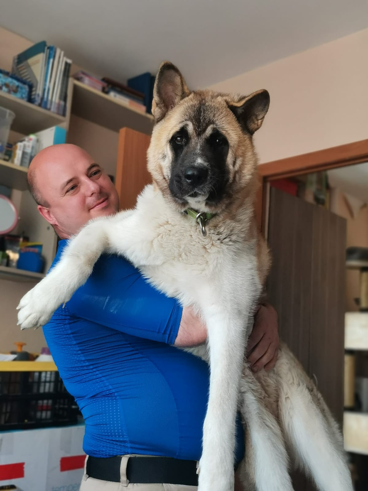 RUBYLIGHT GUCHI * Гуччи. AMERICAN AKITA RUBYLIGHT KENNEL I SHIBA-INU