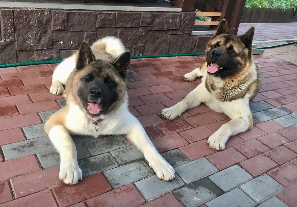 Американская акита питомник RUBYLIGHT. Американская акита I Сиба ину I Питомник RUBYLIGHT