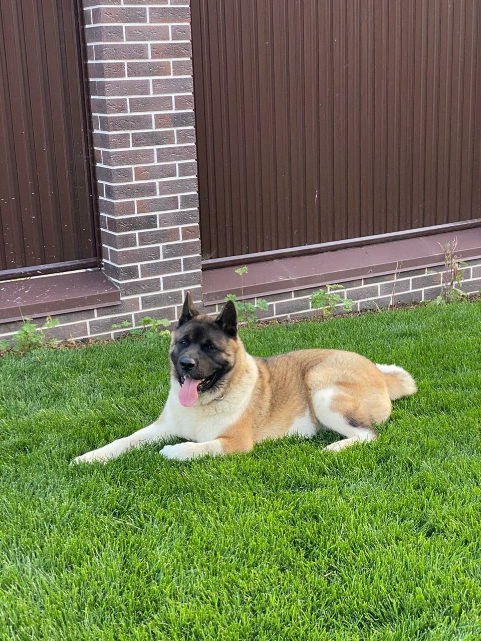 Американская акита питомник RUBYLIGHT. Американская акита I Сиба ину I Питомник RUBYLIGHT