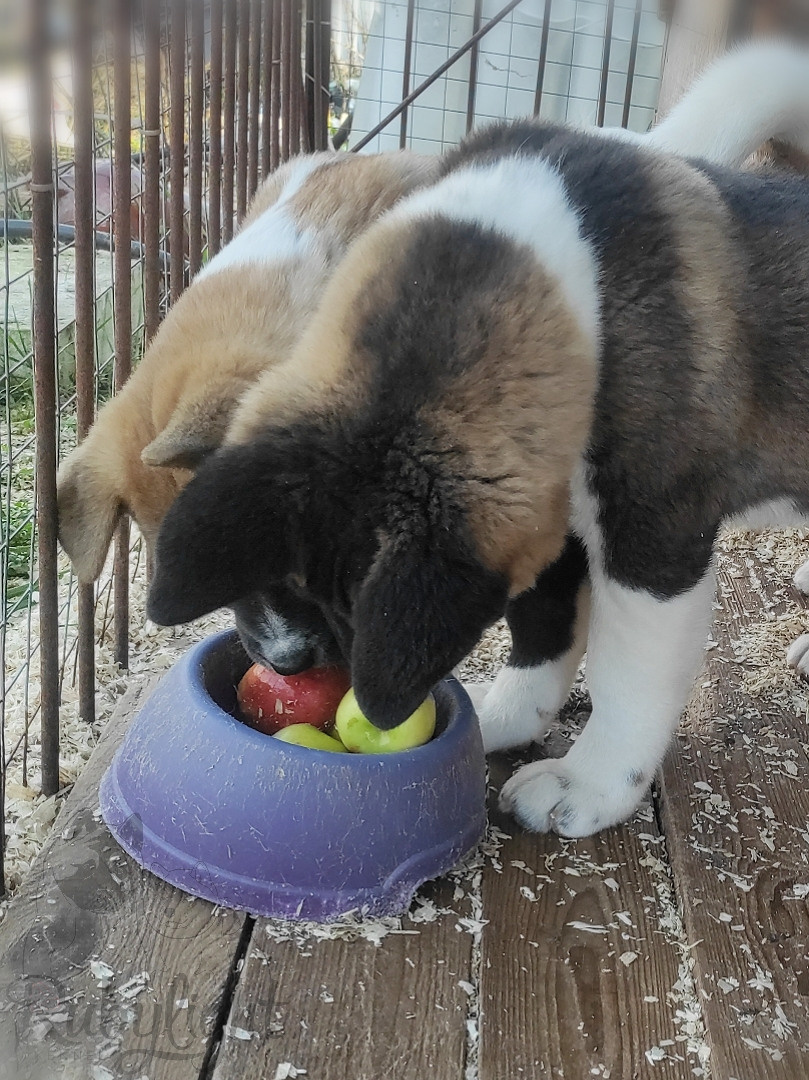 RUBYLIGHT Kiros. AMERICAN AKITA RUBYLIGHT KENNEL I SHIBA-INU