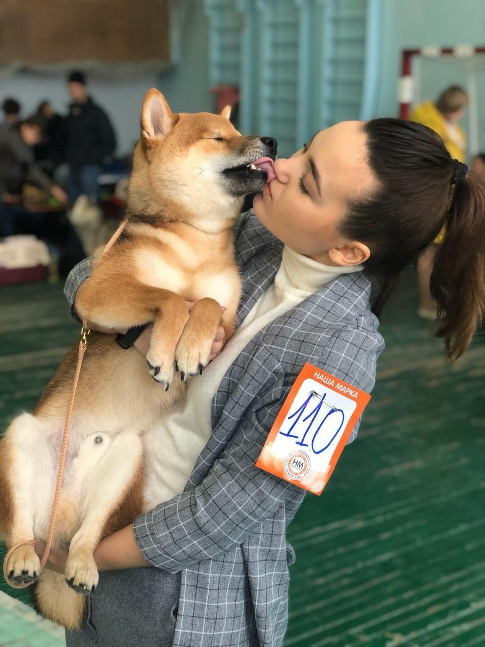 RUBYLIGHT DIN WINCHESTER. AMERICAN AKITA RUBYLIGHT KENNEL I SHIBA-INU