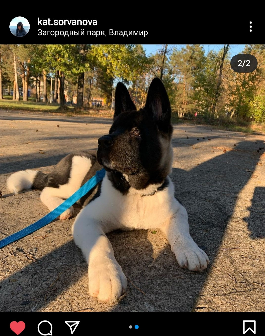 RUBYLIGHT King. AMERICAN AKITA RUBYLIGHT KENNEL I SHIBA-INU