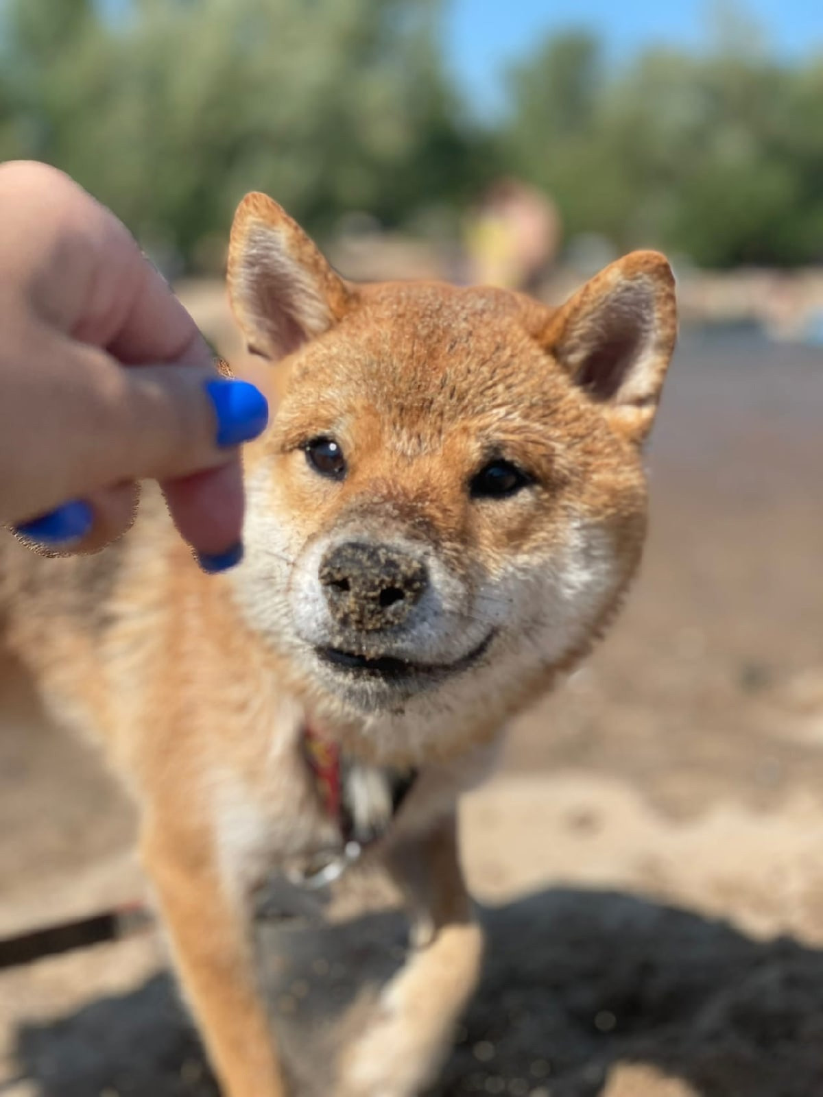 RUBYLIGHT DIN WINCHESTER. AMERICAN AKITA RUBYLIGHT KENNEL I SHIBA-INU