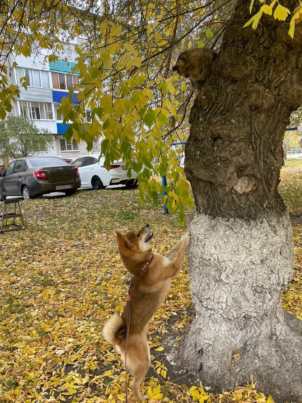 RUBYLIGHT DIN WINCHESTER. AMERICAN AKITA RUBYLIGHT KENNEL I SHIBA-INU