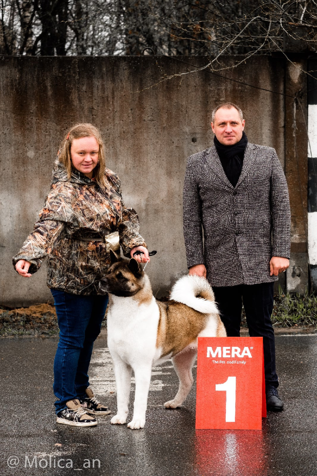 Американская акита питомник RUBYLIGHT. Американская акита I Сиба ину I Питомник RUBYLIGHT